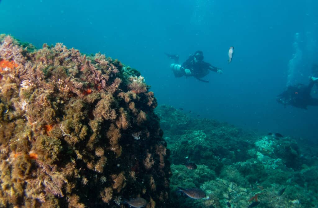 Buceo profundo en tabarca