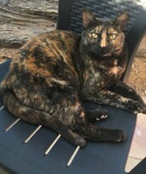 gato
